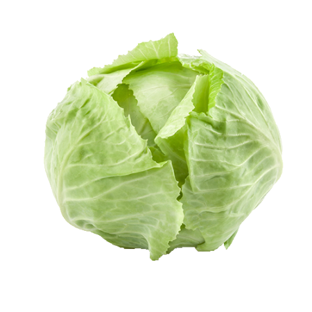 כרוב לבן