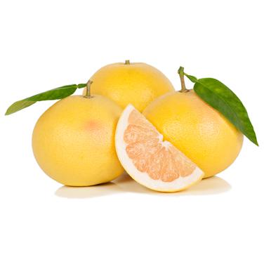 אשכולית 